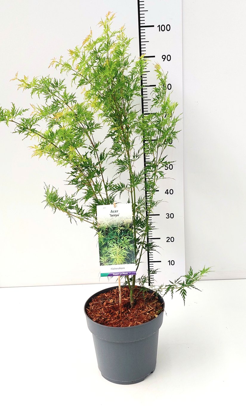 Acer pal. 'Seiryu' - C7.5 60-80 CM